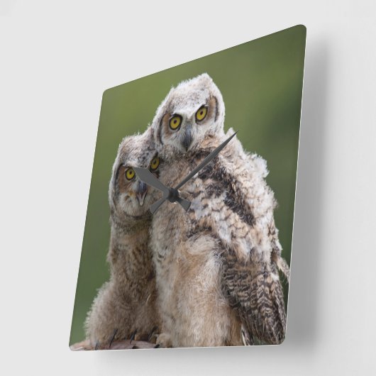 Twee Baby grote paarden Vierkante Klok (Hoek)