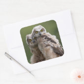 Twee Baby grote paarden Vierkante Sticker (Envelop)