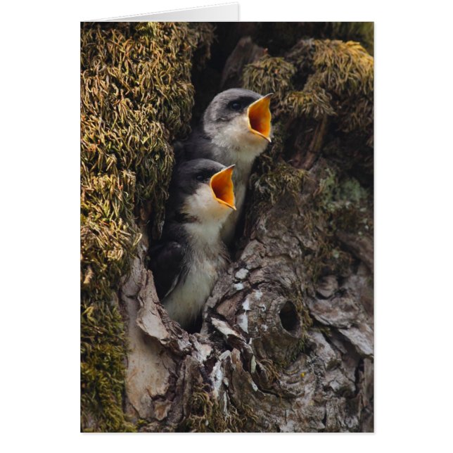 Twee Baby-oversteeksels (Voorkant)