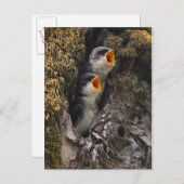 Twee Baby-oversteeksels Briefkaart (Voorkant / Achterkant)