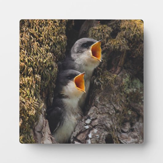 Twee Baby-oversteeksels Fotoplaat (Voorkant)