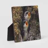 Twee Baby-oversteeksels Fotoplaat (Voorkant)
