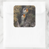 Twee Baby-oversteeksels Vierkante Sticker (Tas)