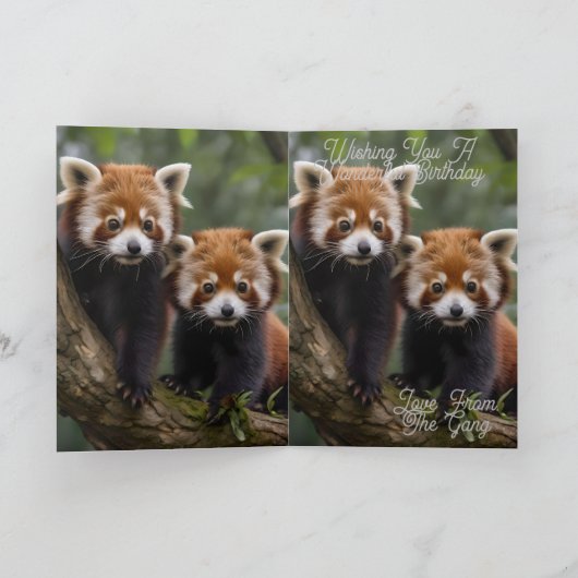 Twee Baby rode panda's, Kaart (Binnen)