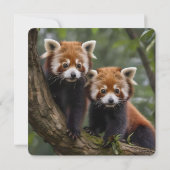 Twee Baby rode panda's, platte Kaart (Achterkant)