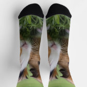 Twee Baby schildpadden cavia's, Sokken (Top)