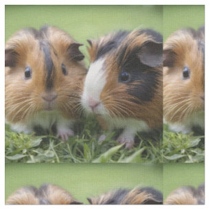 Twee Baby schildpadden cavia's, Stof