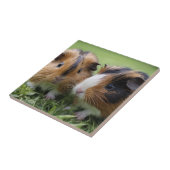 Twee Baby schildpadden cavia's, Tegeltje (Zijkant)
