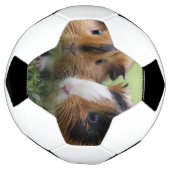 Twee Baby schildpadden cavia's, Voetbal (Gedraaid)