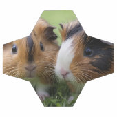 Twee Baby schildpadden cavia's, Voetbal (Enkel)