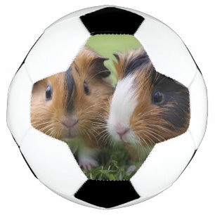 Twee Baby schildpadden cavia's, Voetbal