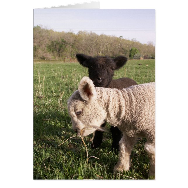 Twee baby's (Voorkant)