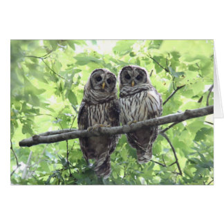 Twee Barred Owls