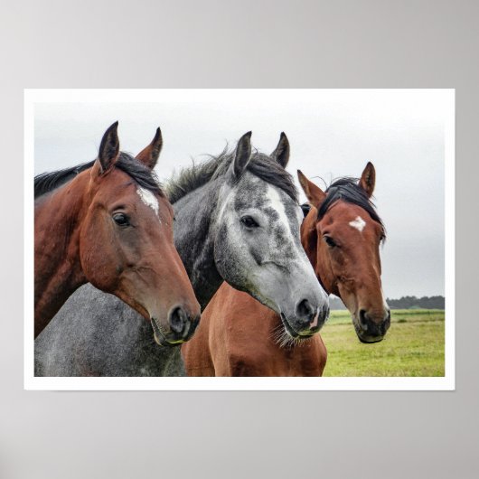Twee bays en een grijze, drie paarden in een rij poster (Voorkant)