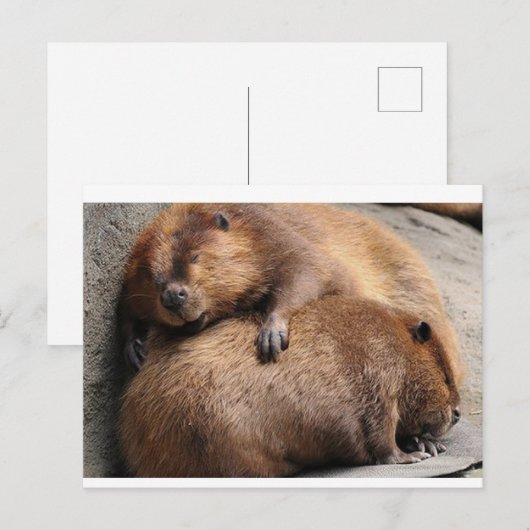 Twee beaver die samen slapen briefkaart (Voorkant / Achterkant)