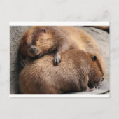 Twee beaver die samen slapen briefkaart (Voorkant)