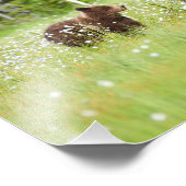 Twee beren in de Finse moerasfoto Foto Afdruk (Hoek)