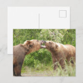 Twee beren vechten bij Katmai NP Briefkaart (Voorkant / Achterkant)