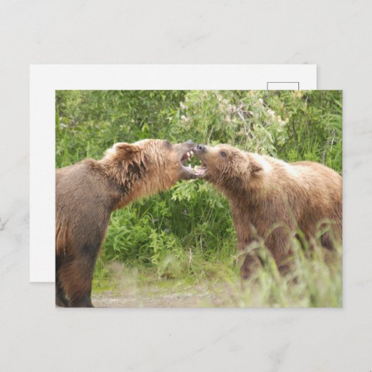 Twee beren vechten bij Katmai NP Briefkaart (Voorkant / Achterkant)