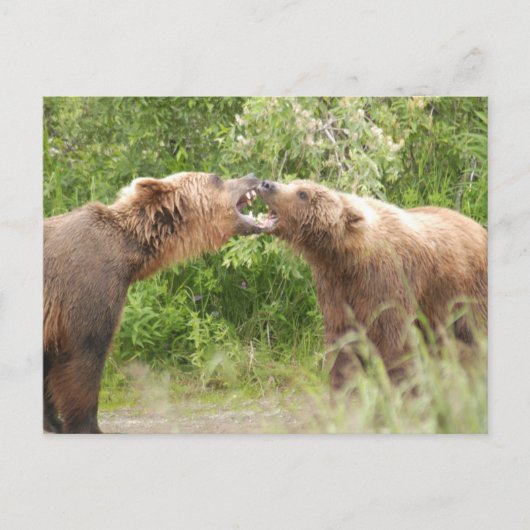 Twee beren vechten bij Katmai NP Briefkaart (Voorkant)