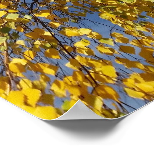 twee berkenbomen poster (Hoek)