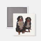 Twee bernese magneet (Voorkant / Achterkant)