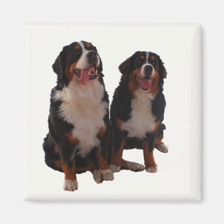 Twee bernese magneet