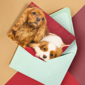 Twee beste vrienden CKCS Ruby en Blenheim Kaart