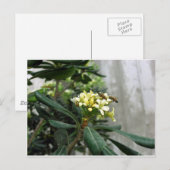 Twee bijen briefkaart (Voorkant / Achterkant)