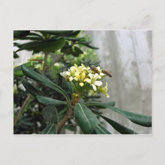 Twee bijen briefkaart (Voorkant)