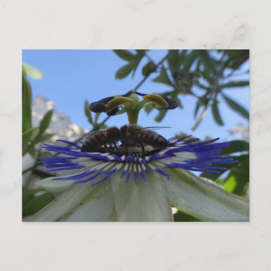 Twee bijen op Passion Flower DIY Briefkaart (Voorkant)