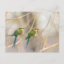 Twee bijeneters briefkaart