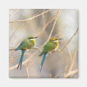 Twee bijeneters magneet