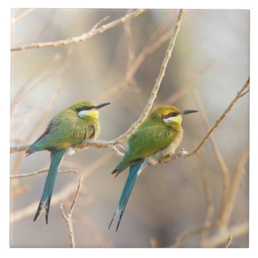 Twee bijeneters tegeltje (Voorkant)