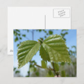 Twee Birch Leav Briefkaart (Voorkant / Achterkant)
