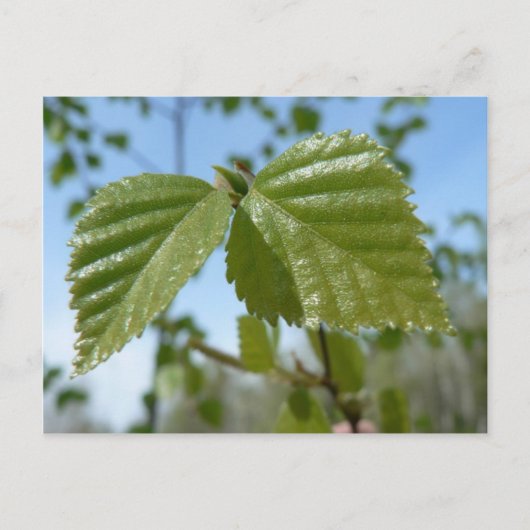 Twee Birch Leav Briefkaart (Voorkant)