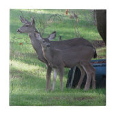 Twee Blacktail Deer Ceramic Tile Tegeltje (Voorkant)
