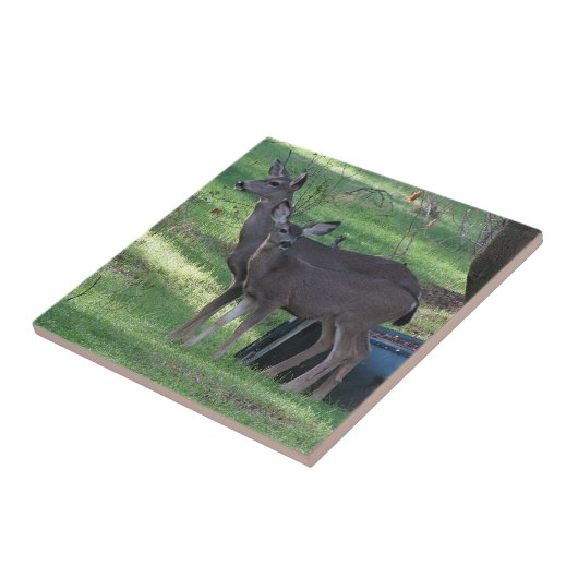 Twee Blacktail Deer Ceramic Tile Tegeltje (Zijkant)