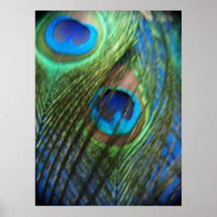 Twee blauw Peacock-veren Poster