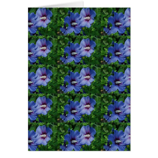 Twee blauwe Hibiscus Flowers op Plant (Voorkant)