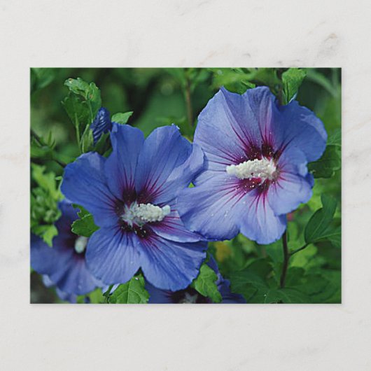 Twee blauwe Hibiscus Flowers op Plant Briefkaart (Voorkant)