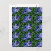 Twee blauwe Hibiscus Flowers op Plant Briefkaart (Voorkant / Achterkant)