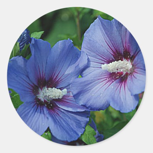 Twee blauwe Hibiscus Flowers op Plant Ronde Sticker (Voorkant)