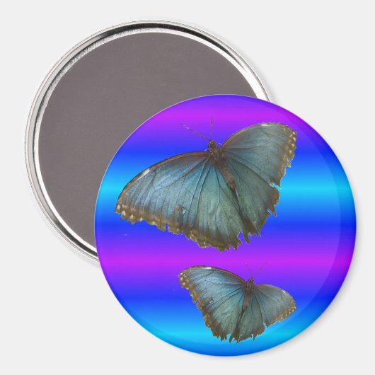 Twee blauwe Morpho Vlinders Blauwe Neon Magnet (Voorkant / Achterkant)