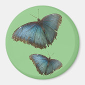 Twee blauwe Morpho vlinders snijden. BG Kleurenmag Magneet (Voorkant)