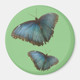 Twee blauwe Morpho vlinders snijden. BG Kleurenmag Magneet