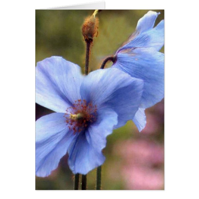 Twee blauwe papaver (Voorkant)