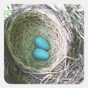 Twee blauwe Robin's eieren in Nest Vierkante Sticker