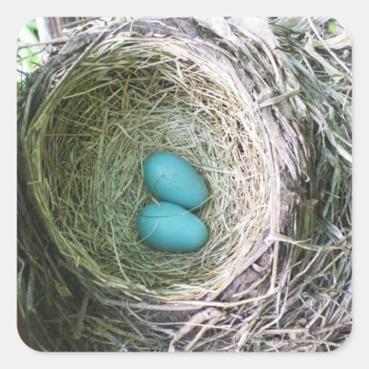 Twee blauwe Robin's eieren in Nest Vierkante Sticker (Voorkant)