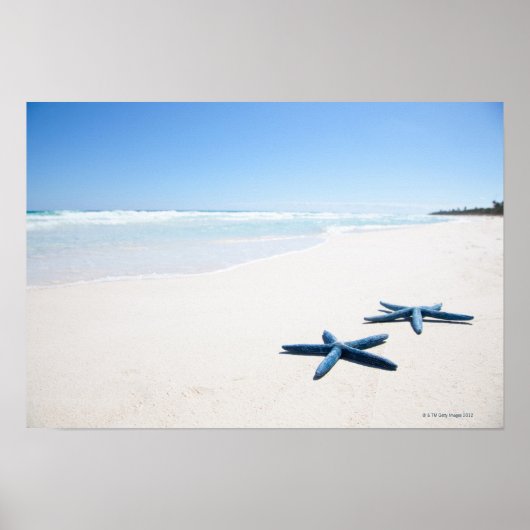 Twee blauwe zeester aan de rand van het water op t poster (Voorkant)